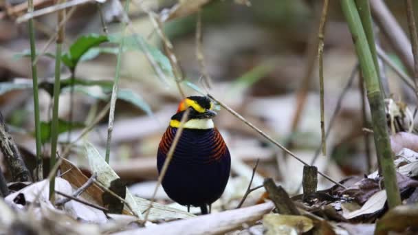 Pitta de banda malaya (Hydrornis irena) en el sur de Tailandia — Vídeo de stock