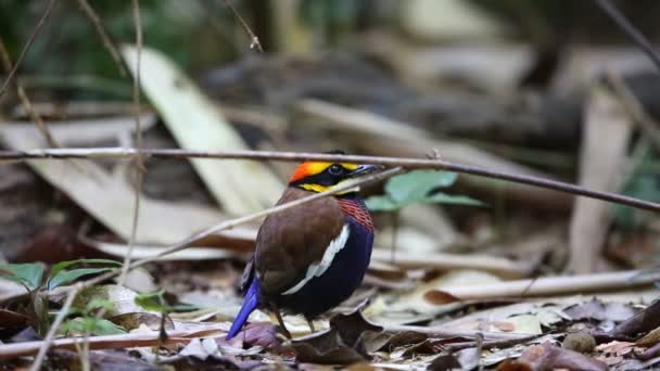 태국 남부에 말레이 줄무늬 pitta (Hydrornis irena) — 비디오