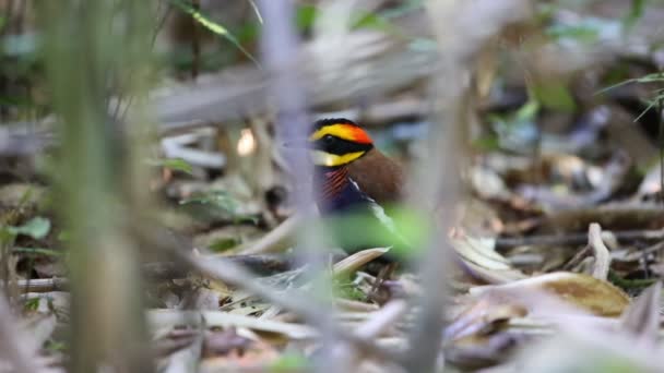 Pitta de banda malaya (Hydrornis irena) en el sur de Tailandia — Vídeo de stock