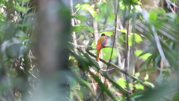 Szkarłat pstra Trogon (Harpactes duvaucelii) w Tajlandii — Wideo stockowe