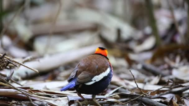 Malayan banded pitta (Hydrornis irena) în sudul Thailandei — Videoclip de stoc