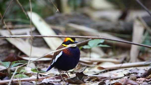 Maláj sávos pitta (Hydrornis irena) Dél-Thaiföldön — Stock videók