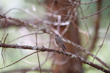 Beyaz boğazlı Rock-ardıç kuşu (Monticola gularis) Vietnam