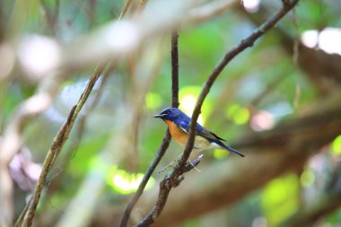 Mavi boğazlı mavi sinekkapan (Cyornis rubeculoides) Tayland