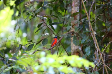 Kızıl sırtlı Trogon (Harpactes duvaucelii) Tayland
