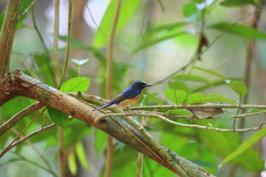 Mavi boğazlı mavi sinekkapan (Cyornis rubeculoides) Tayland