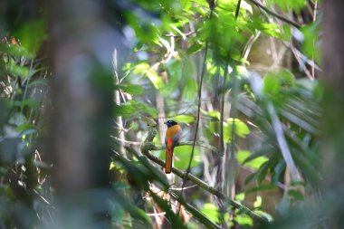 Kızıl sırtlı Trogon (Harpactes duvaucelii) Tayland