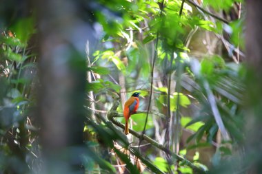 Kızıl sırtlı Trogon (Harpactes duvaucelii) Tayland