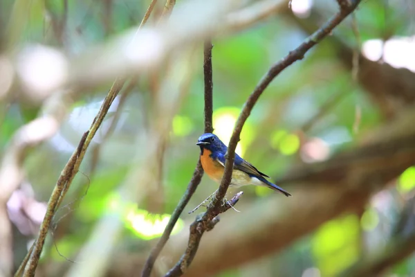 Синегорлый голубой мухомор (Cyornis rubeculoides) в Таиланде — стоковое фото