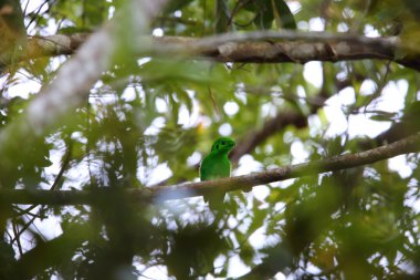 Yeşil kılıç (Calyptomena viridis) Tayland