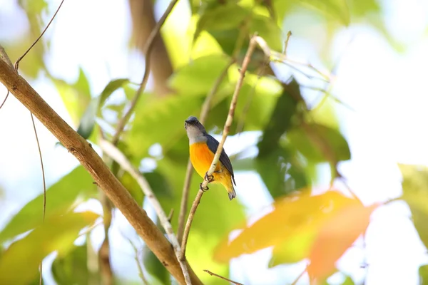 Pájaro de flores de vientre naranja (Dicaeum trigonostigma) en Tailandia — Foto de Stock