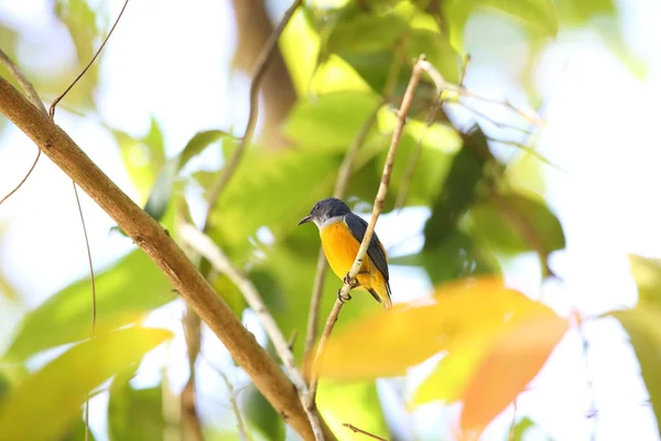 Pájaro de flores de vientre naranja (Dicaeum trigonostigma) en Tailandia — Foto de Stock