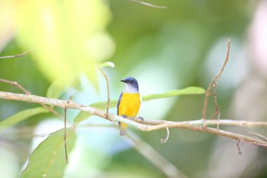 Turuncu karınlı flowerpecker (Dicaeum trigonostigma) Tayland