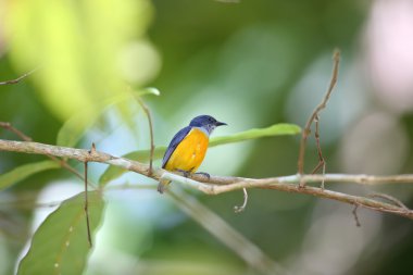 Turuncu karınlı flowerpecker (Dicaeum trigonostigma) Tayland