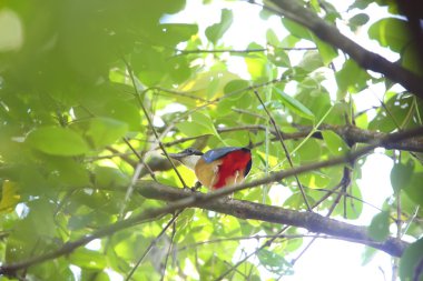 Mangrov pide (pide megarhyncha) Tayland