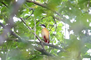 Mangrov pide (pide megarhyncha) Tayland