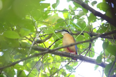Mangrov pide (pide megarhyncha) Tayland