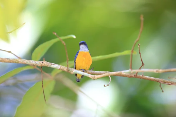 Orange-bellied honingvogel (Dicaeum trigonostigma) in Thailand — Stockfoto