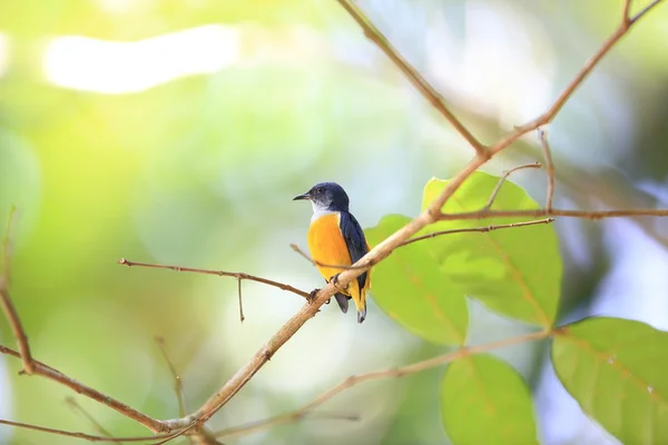 在泰国的橙腹 flowerpecker (Dicaeum trigonostigma) — 图库照片