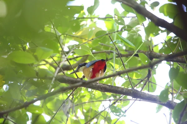 Mangrove Pitta (Pitta megarhyncha) Thaiföld — Stock Fotó