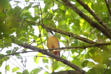 Mangrov pide (pide megarhyncha) Tayland