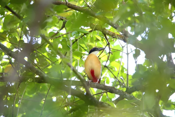 Manglar Pitta (Pitta megarhyncha) en Tailandia — Foto de Stock