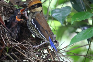 Cava bantlı pide (pide guajana) Java, Endonezya içinde iç içe geçirme