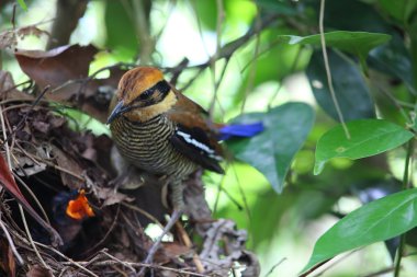 Cava bantlı pide (pide guajana) Java, Endonezya içinde iç içe geçirme