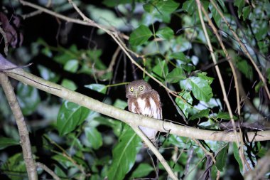 Java, Endonezya Java owlet (Glaucidium castanopterum)