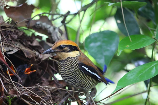 Javaanse Banded Pitta (Pitta guajana) nesten in Java, Indonesië — Stockfoto