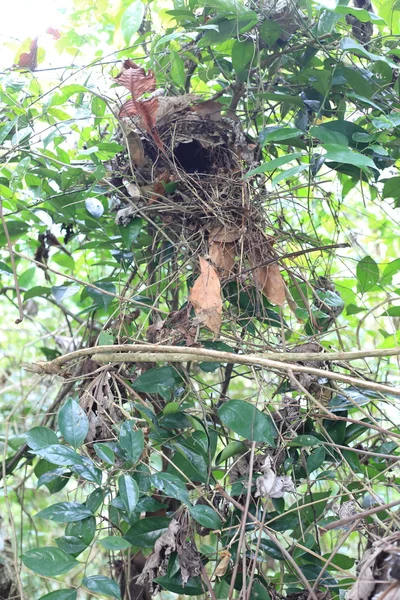 爪哇带状皮塔饼 (皮塔饼 guajana) 在印度尼西亚爪哇筑巢 — 图库照片