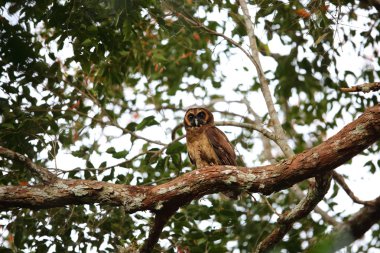 Kahverengi ahşap baykuş (Strix leptogrammica) Tayland
