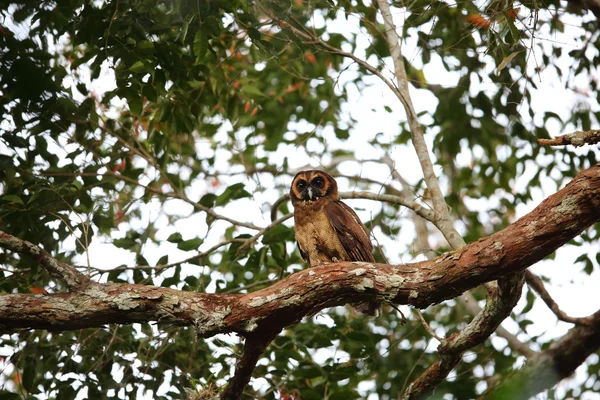 Kahverengi ahşap baykuş (Strix leptogrammica) Tayland — Stok fotoğraf