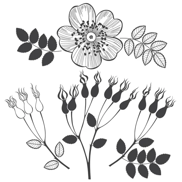 Elle çizilmiş dogrose kümesi