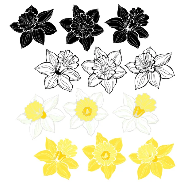 Conjunto de flores de primavera narciso — Archivo Imágenes Vectoriales