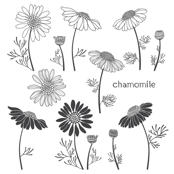 Camomille set floreale — Vettoriale Stock