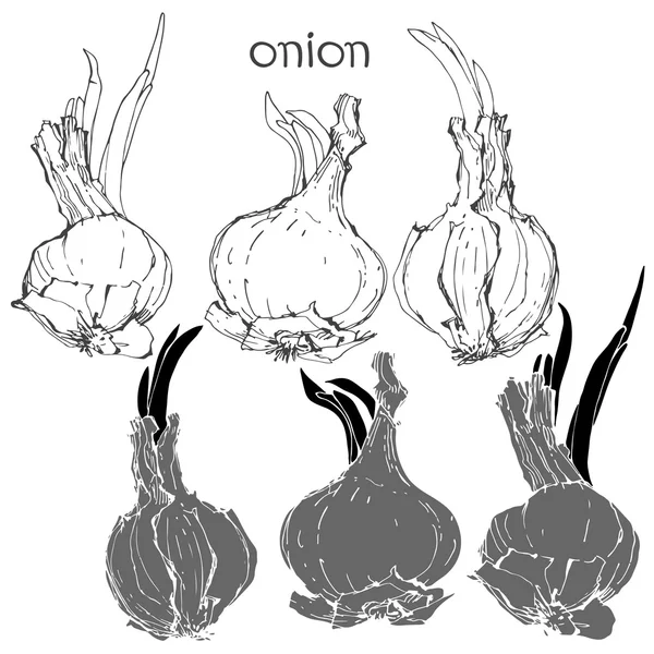 Луковые луковицы . — стоковый вектор