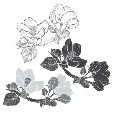 elma ağacı dalları