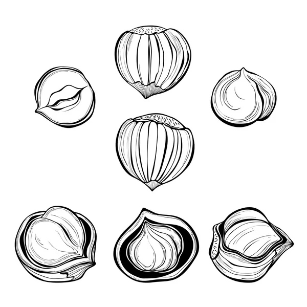 Skizze von Haselnüssen, isoliert — Stockvektor