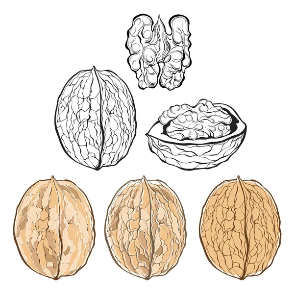 Vlašské ořechy ilustrace, izolované — Stockový vektor
