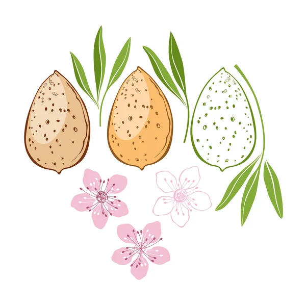 Almond illustration, isolated — Stock Vector