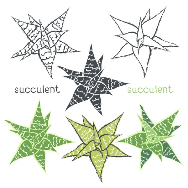 Grafik kümesi ile izole succulents — Stok Vektör