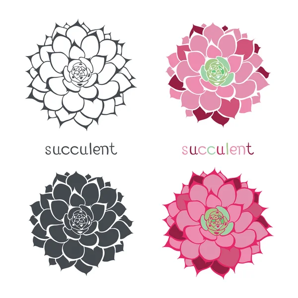 Graphic set with succulents  isolated — Stock Vector