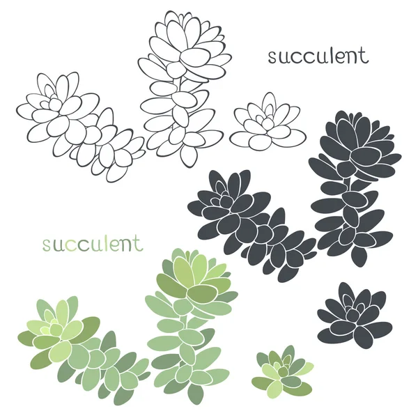Graphic set with succulents  isolated — Stock Vector