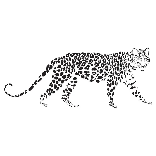 Leopard Vitt Kan Vara Ett Element Din Design — Stock vektor