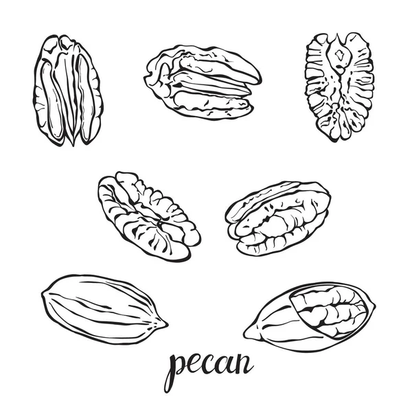Pecan Vector Illustration Isolated Elements Design White Background — Stock Vector