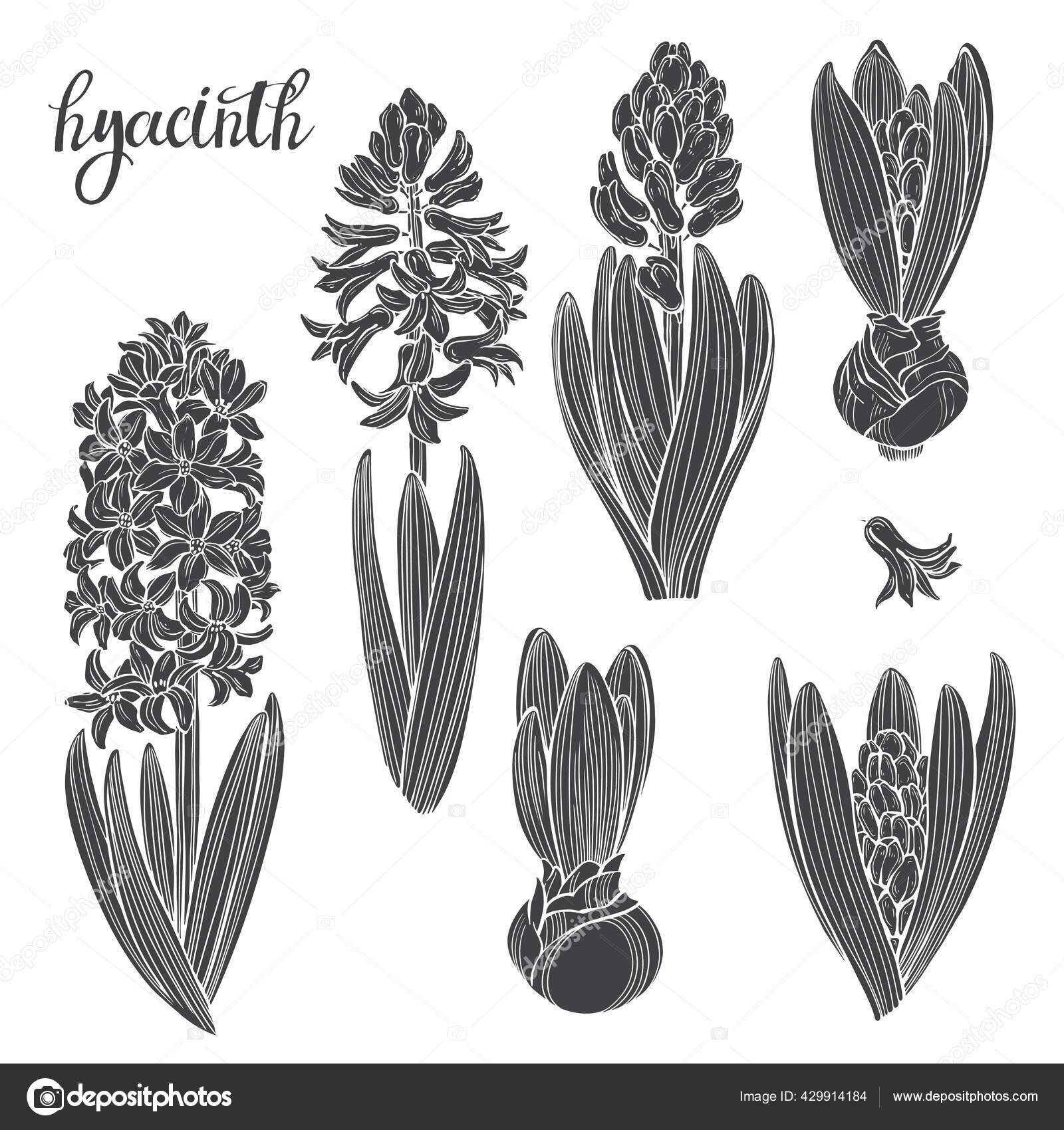 Jacinto Deストックベクター ロイヤリティフリーjacinto Deイラスト ページ 16 Depositphotos