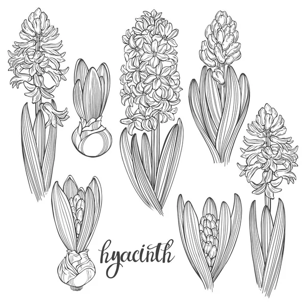 Hand Drawn Hyacinth White Seven Floral Elements Vector Isolated Floral — Stock Vector