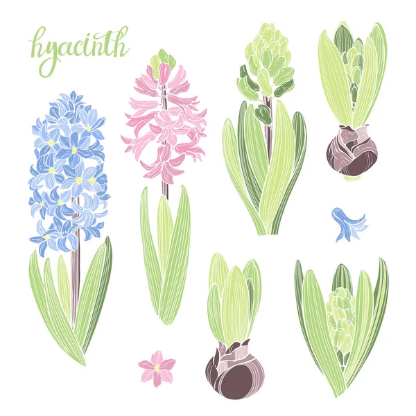 Jacinthe Dessinée Main Sur Blanc Six Éléments Floraux Éléments Floraux — Image vectorielle