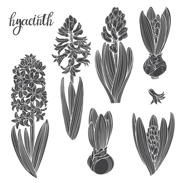 Sumbulストックベクター ロイヤリティフリーsumbulイラスト ページ 16 Depositphotos